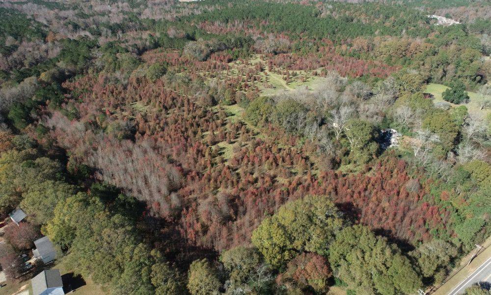 canopy crest drone shot